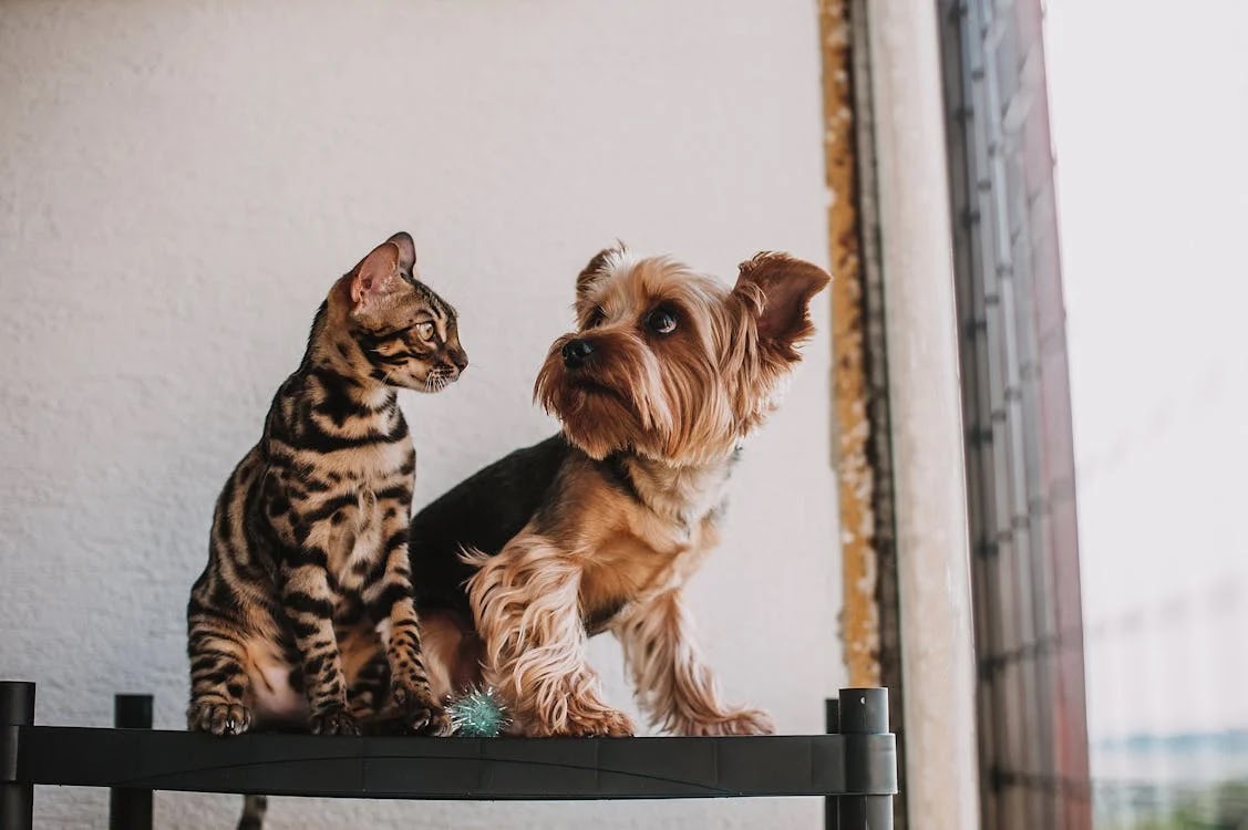 A Bengal cat and a dog
